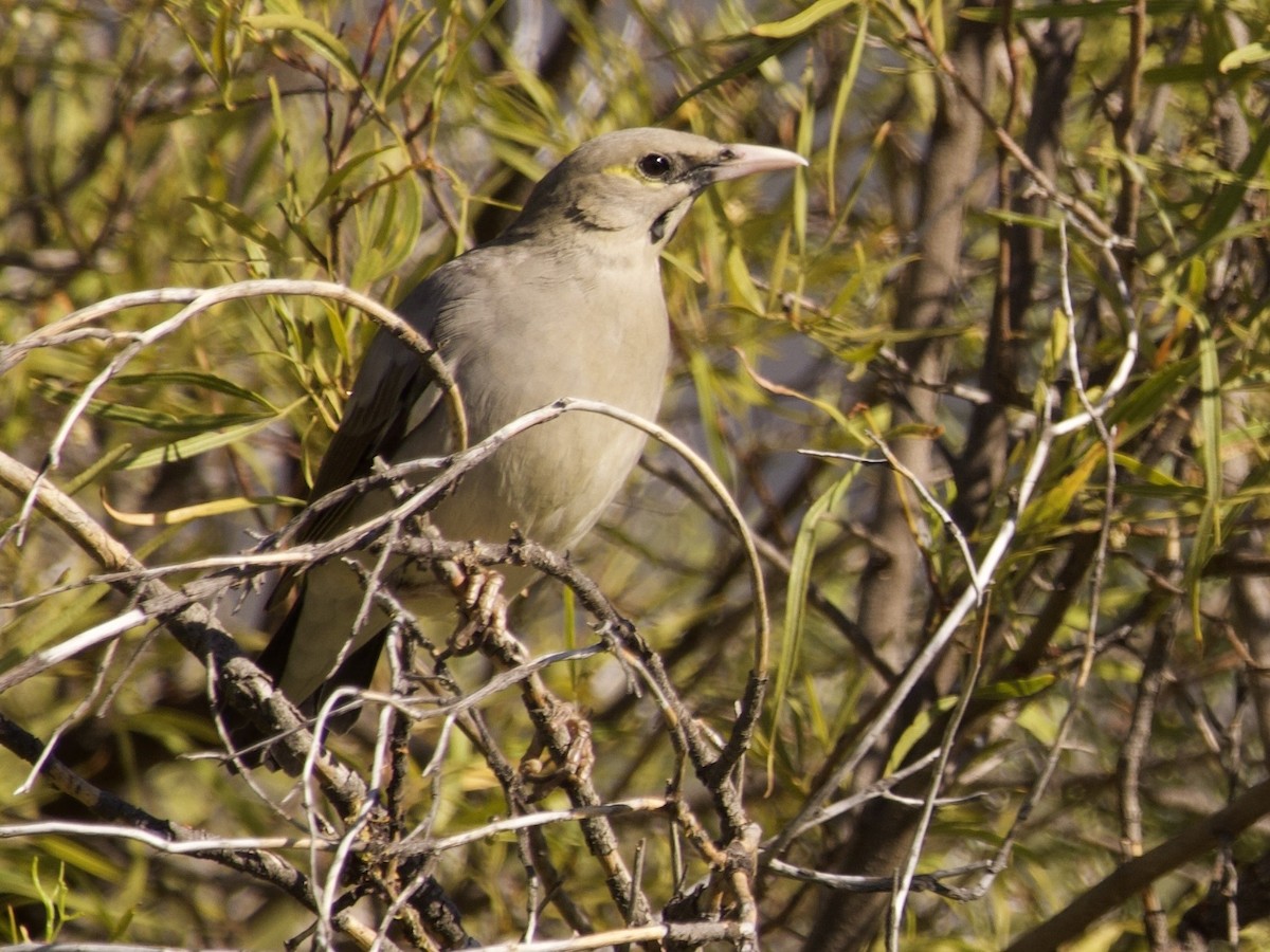 Wattled Starling - ML647588660