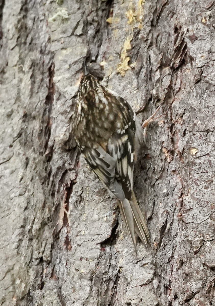 Brown Creeper - ML647588669