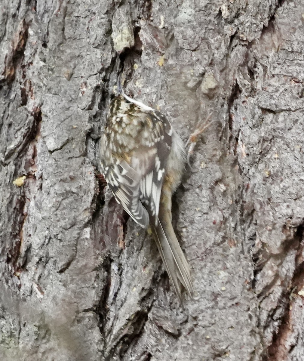 Brown Creeper - ML647588670