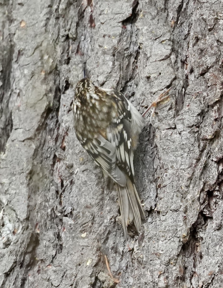 Brown Creeper - ML647588671