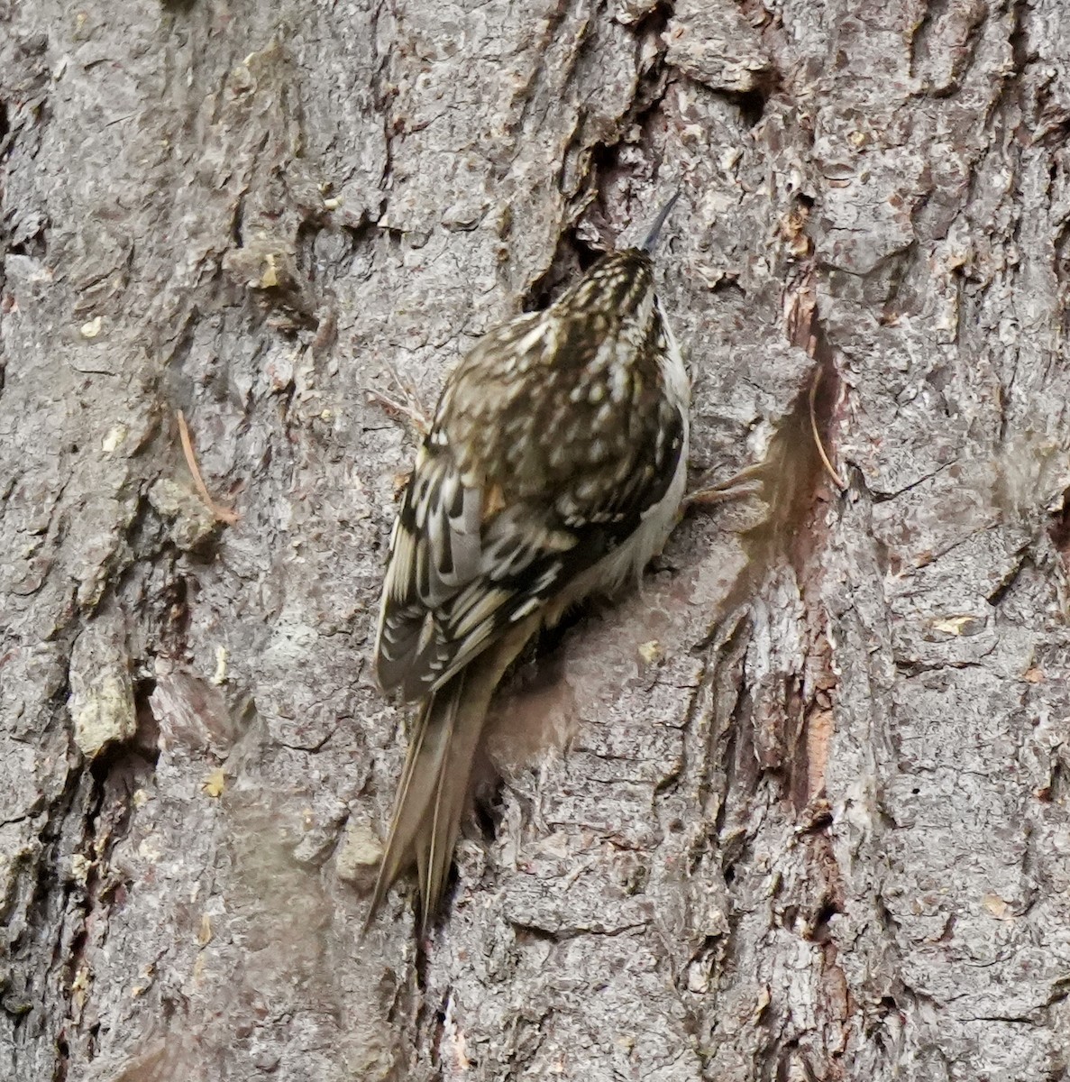 Brown Creeper - ML647588672