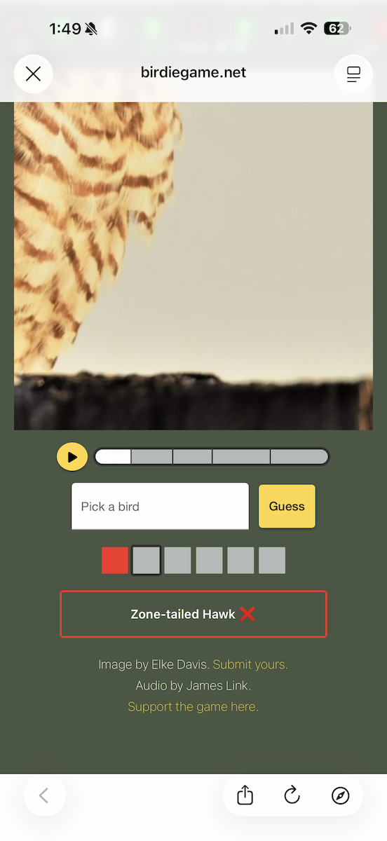 Brown Creeper - ML647588673