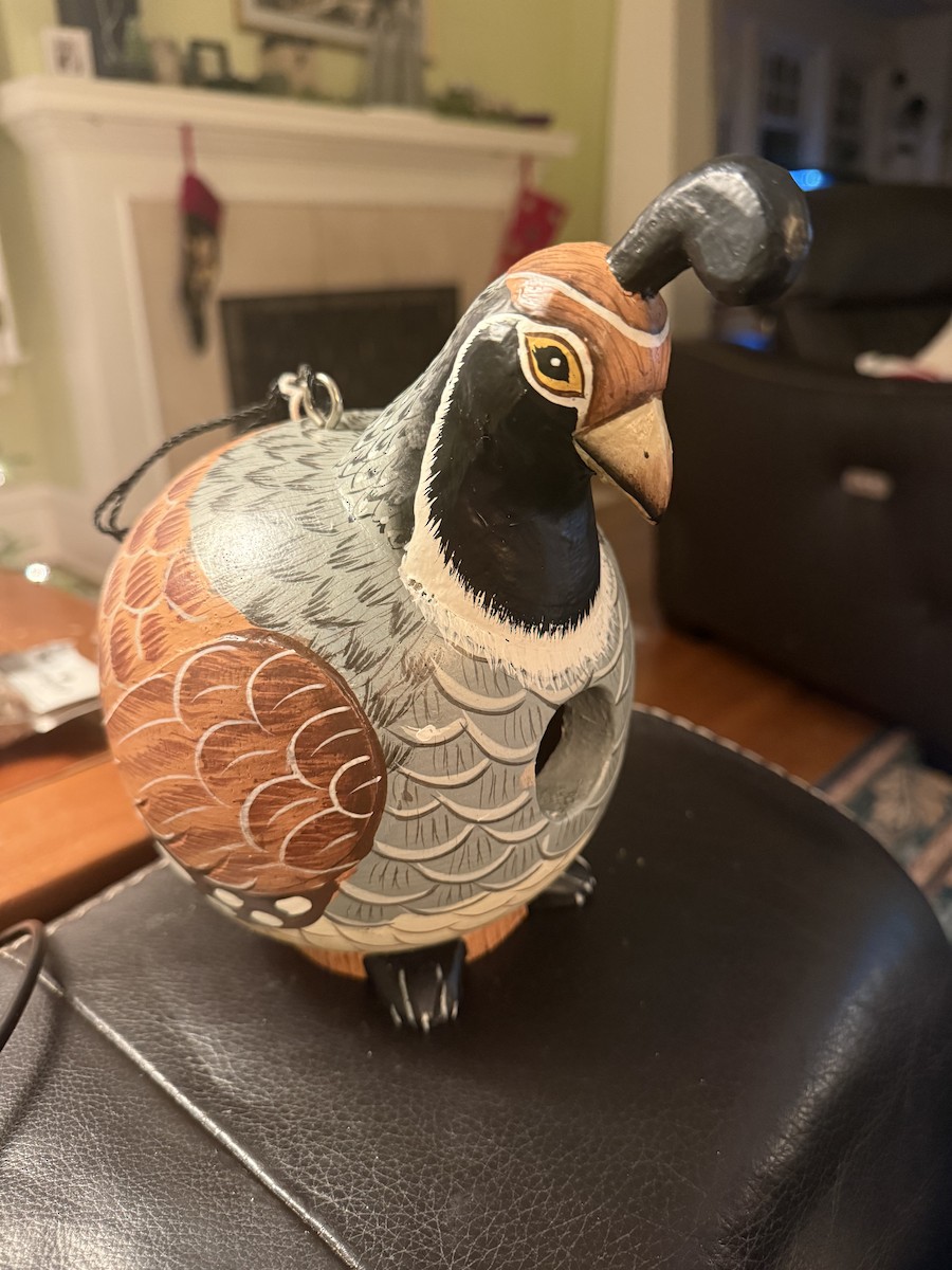 Brown Creeper - ML647588674