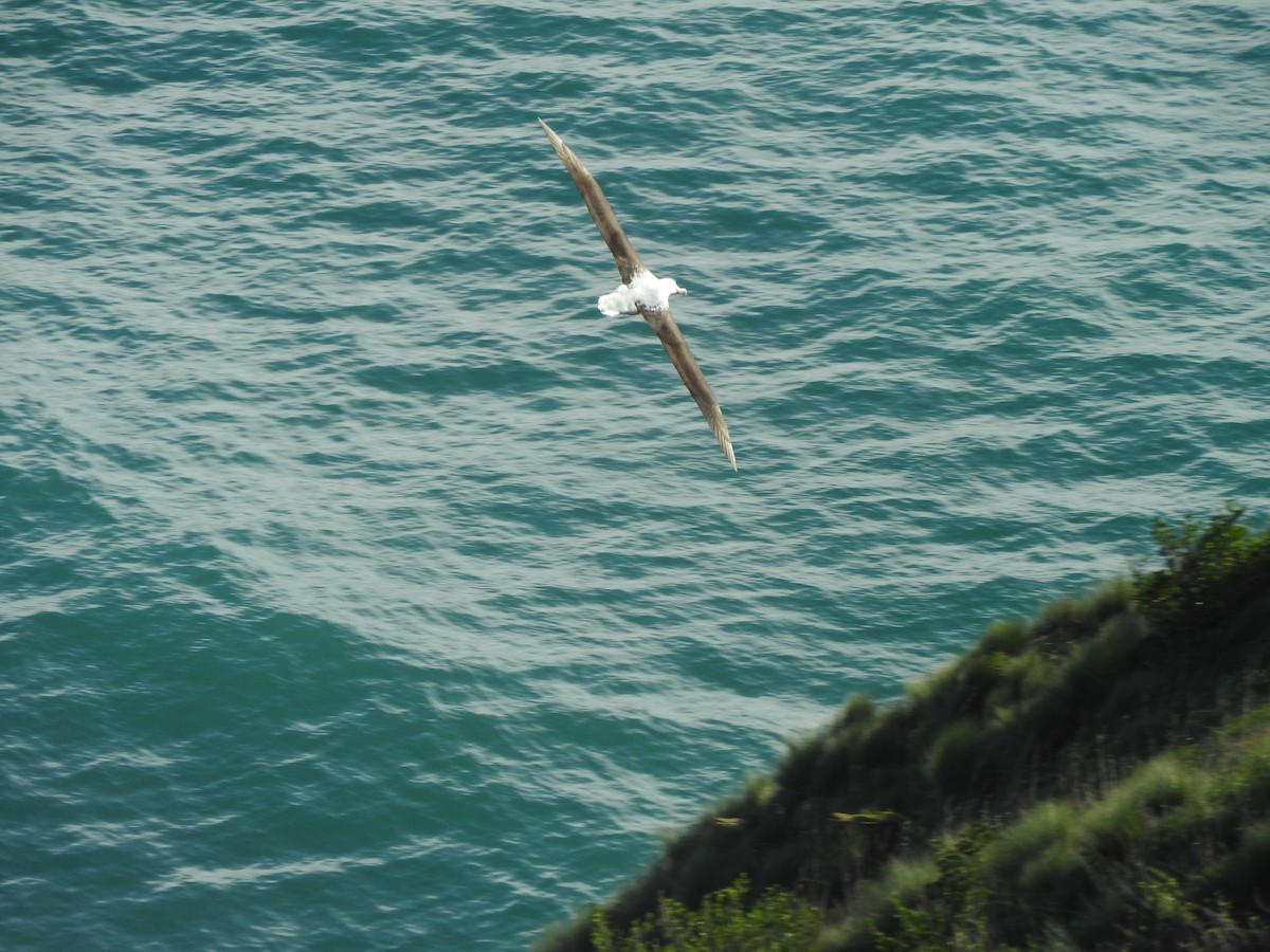 Альбатрос королівський північний - ML647588682
