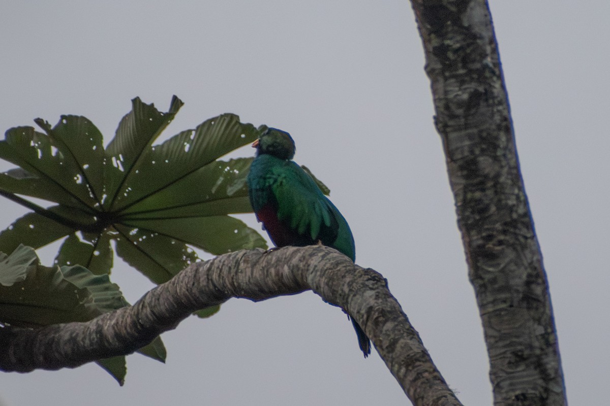 Quetzal doré - ML647588684