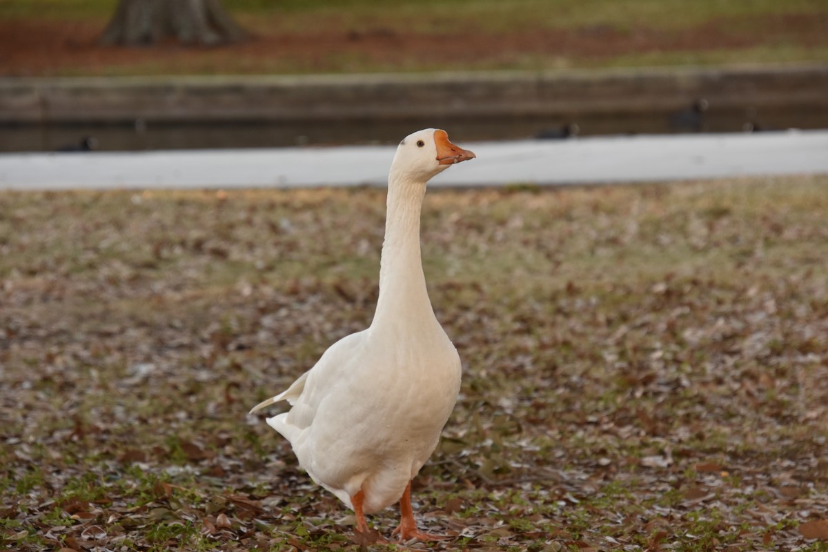 Çin Kazı (evcil tip) - ML647588696