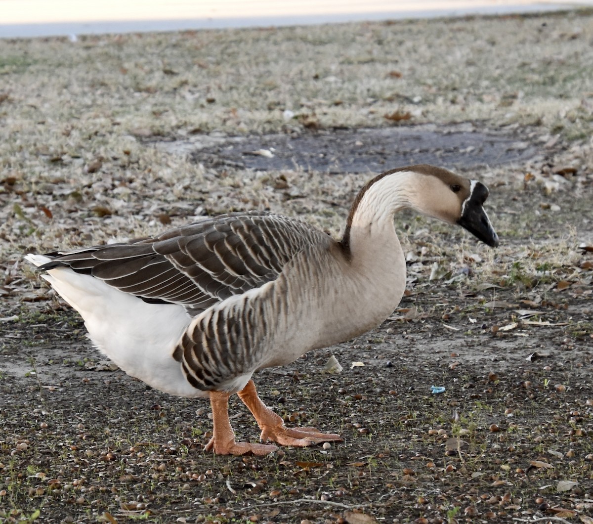 Çin Kazı (evcil tip) - ML647588699