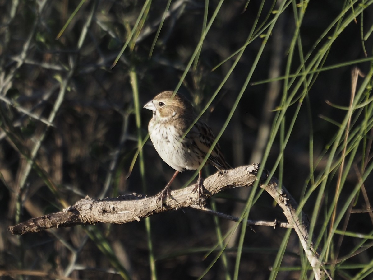 Lark Bunting - ML647588702