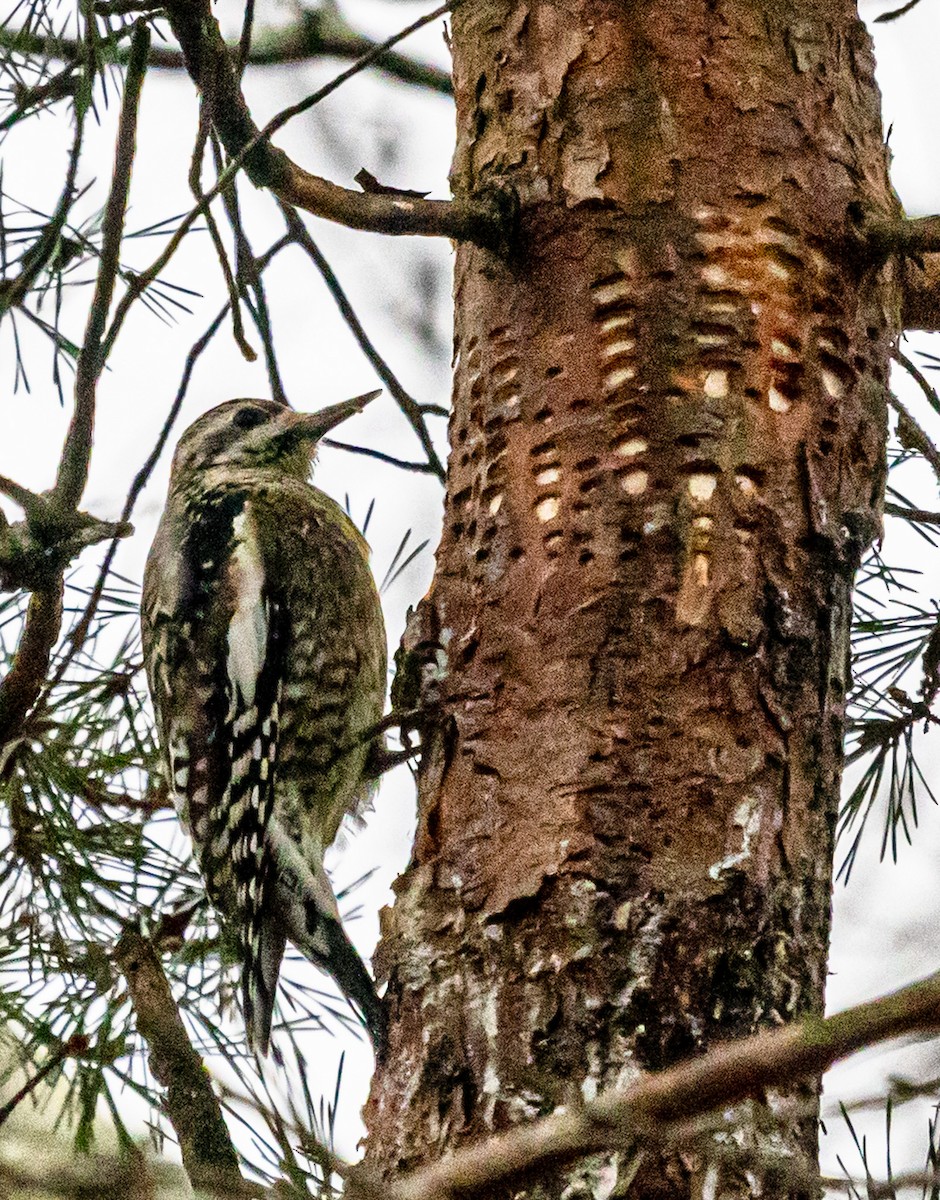 Дятел-смоктун жовточеревий - ML647588703