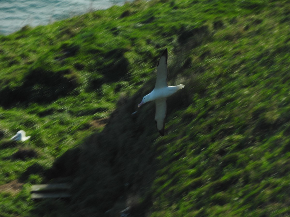 Альбатрос королівський північний - ML647588713