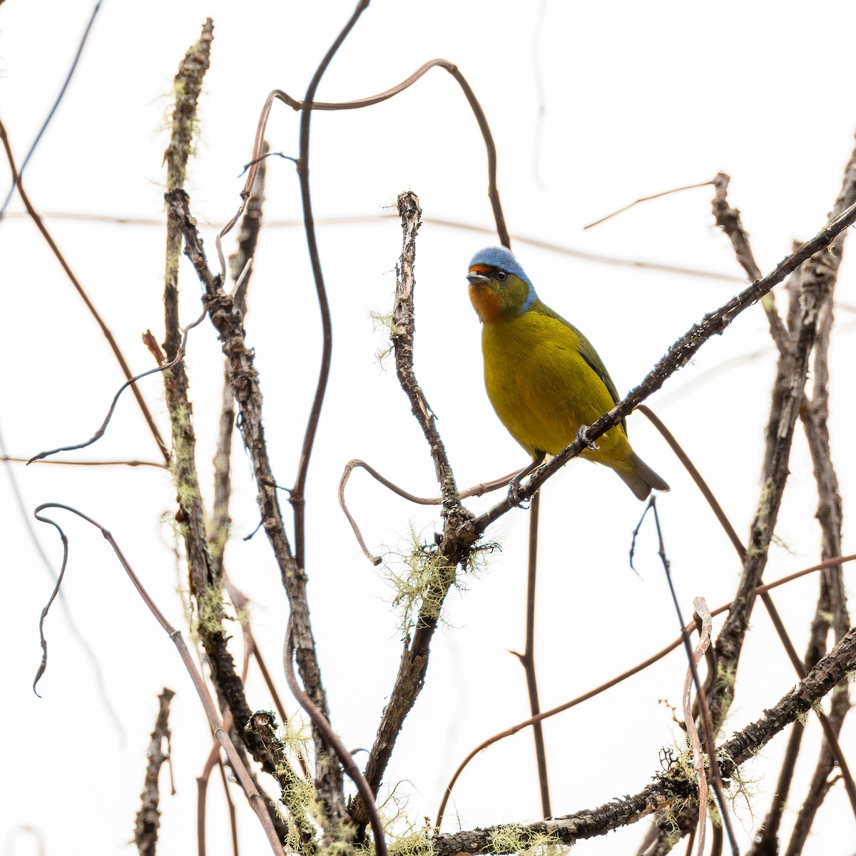 Elegant Euphonia - ML647588726