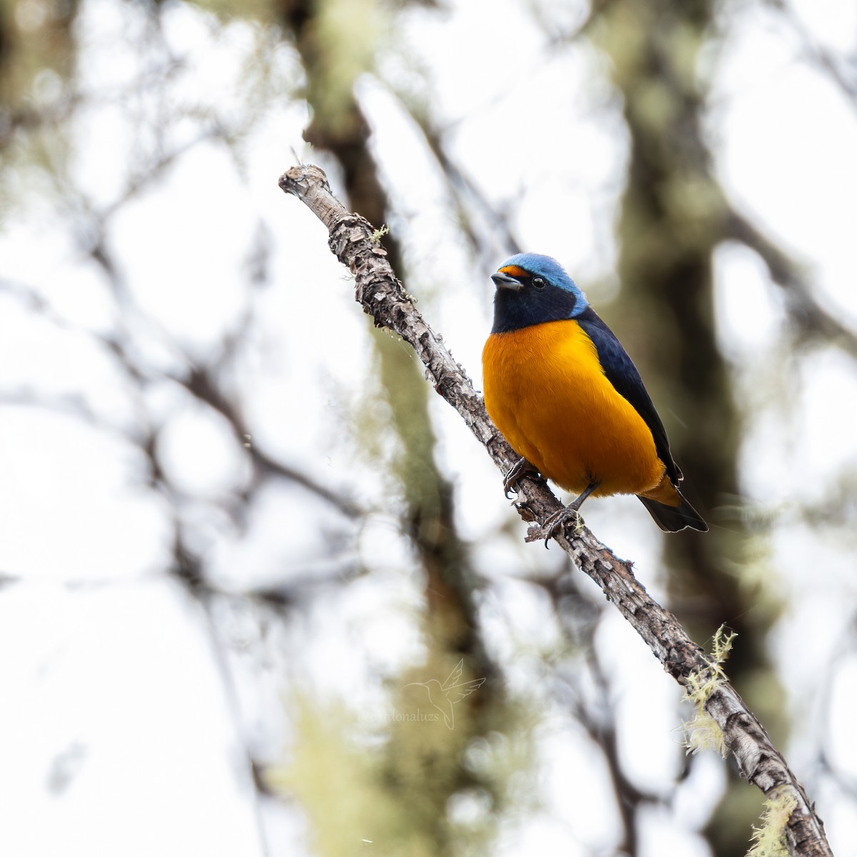 Elegant Euphonia - ML647588727