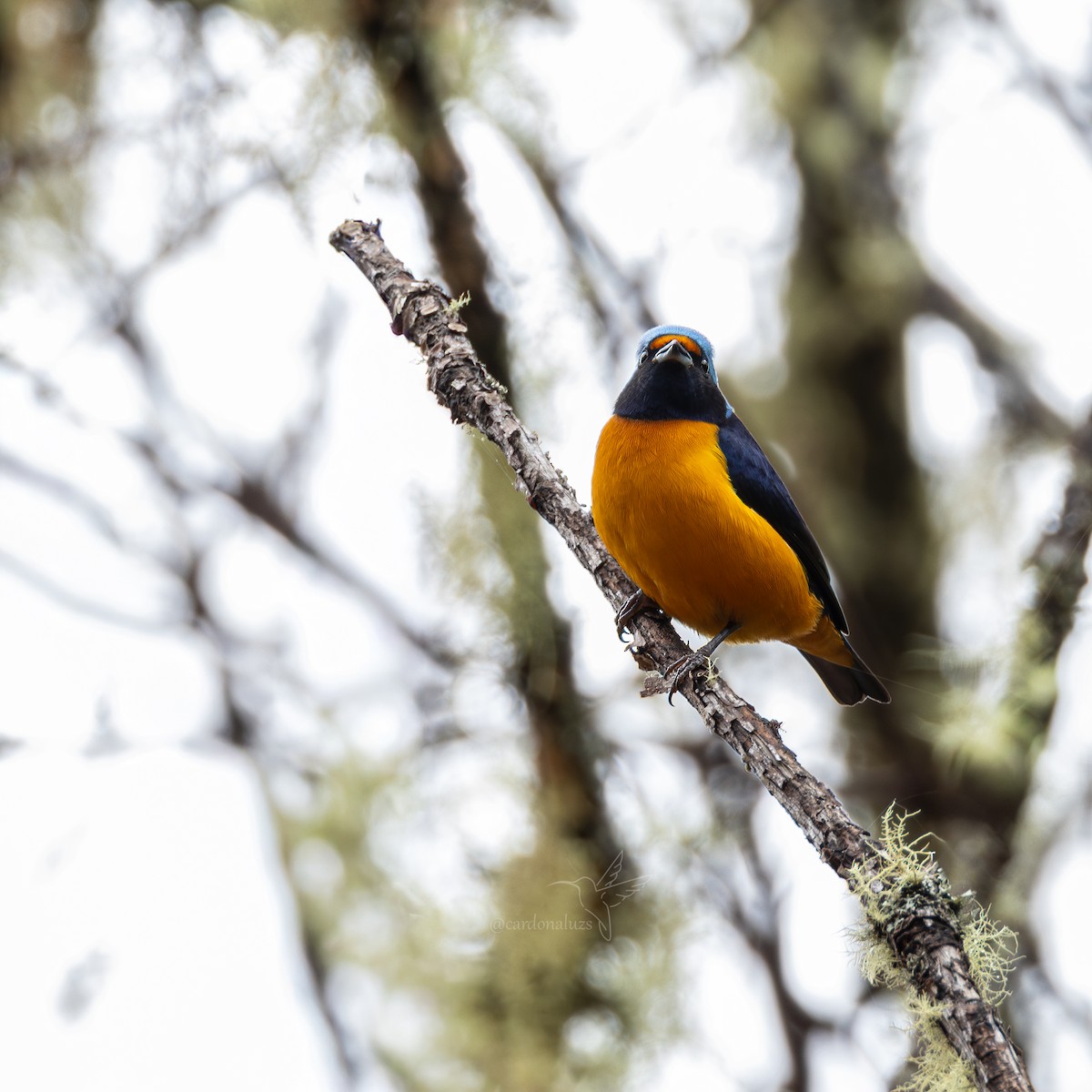 Elegant Euphonia - ML647588728