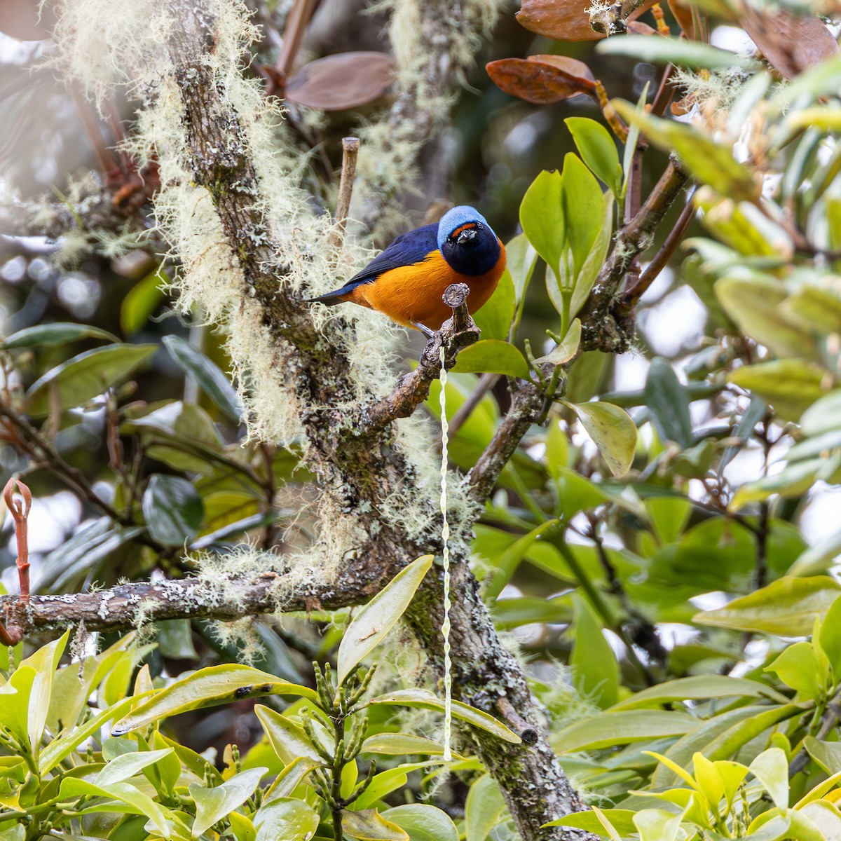 Elegant Euphonia - ML647588729