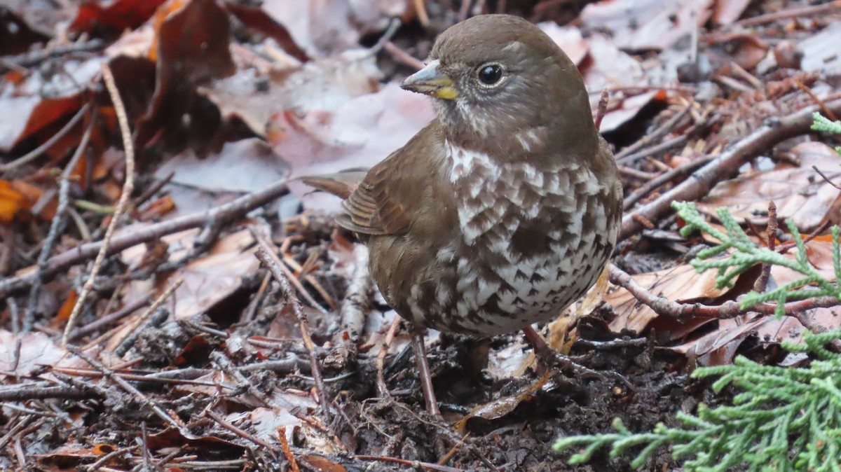 strnadec kaštanový - ML647588755