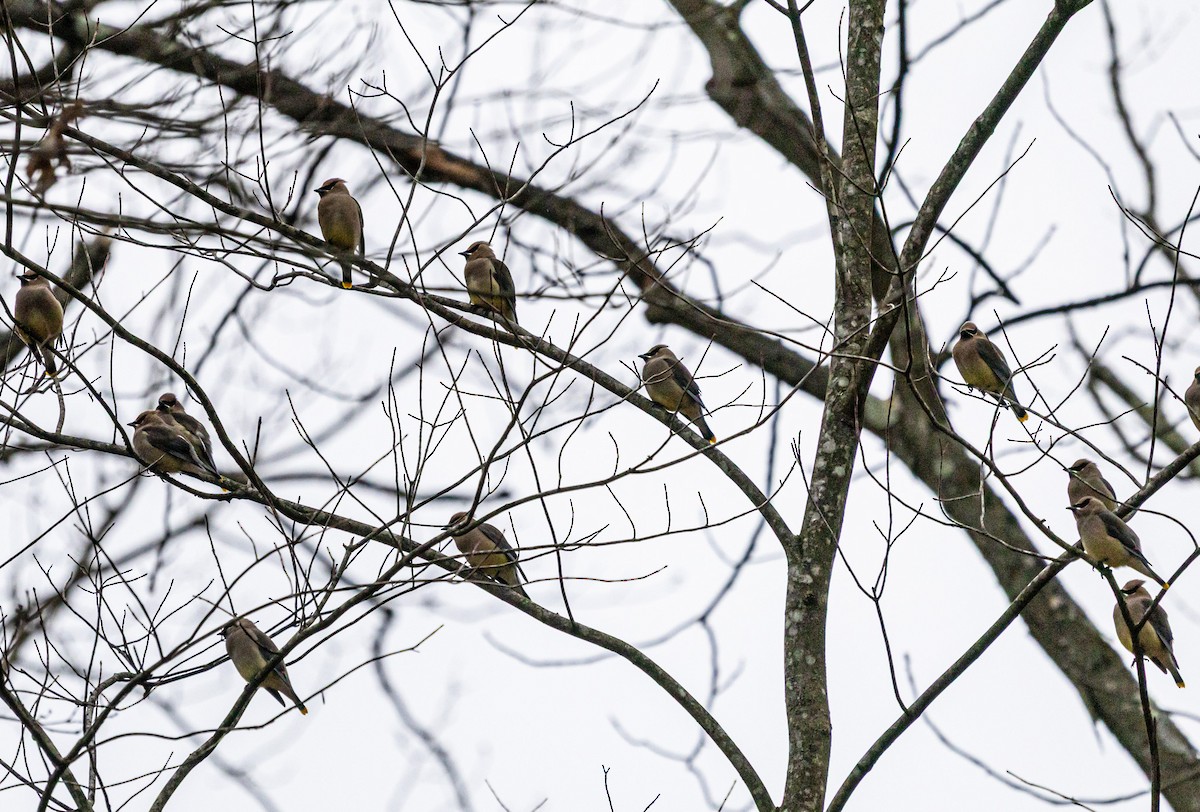 Омелюх американський - ML647588768