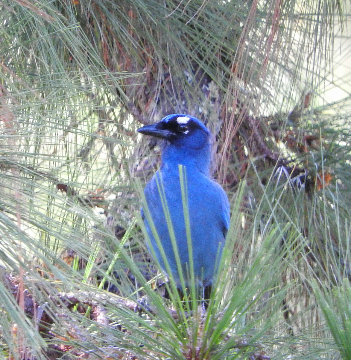 Steller Kargası - ML647588811