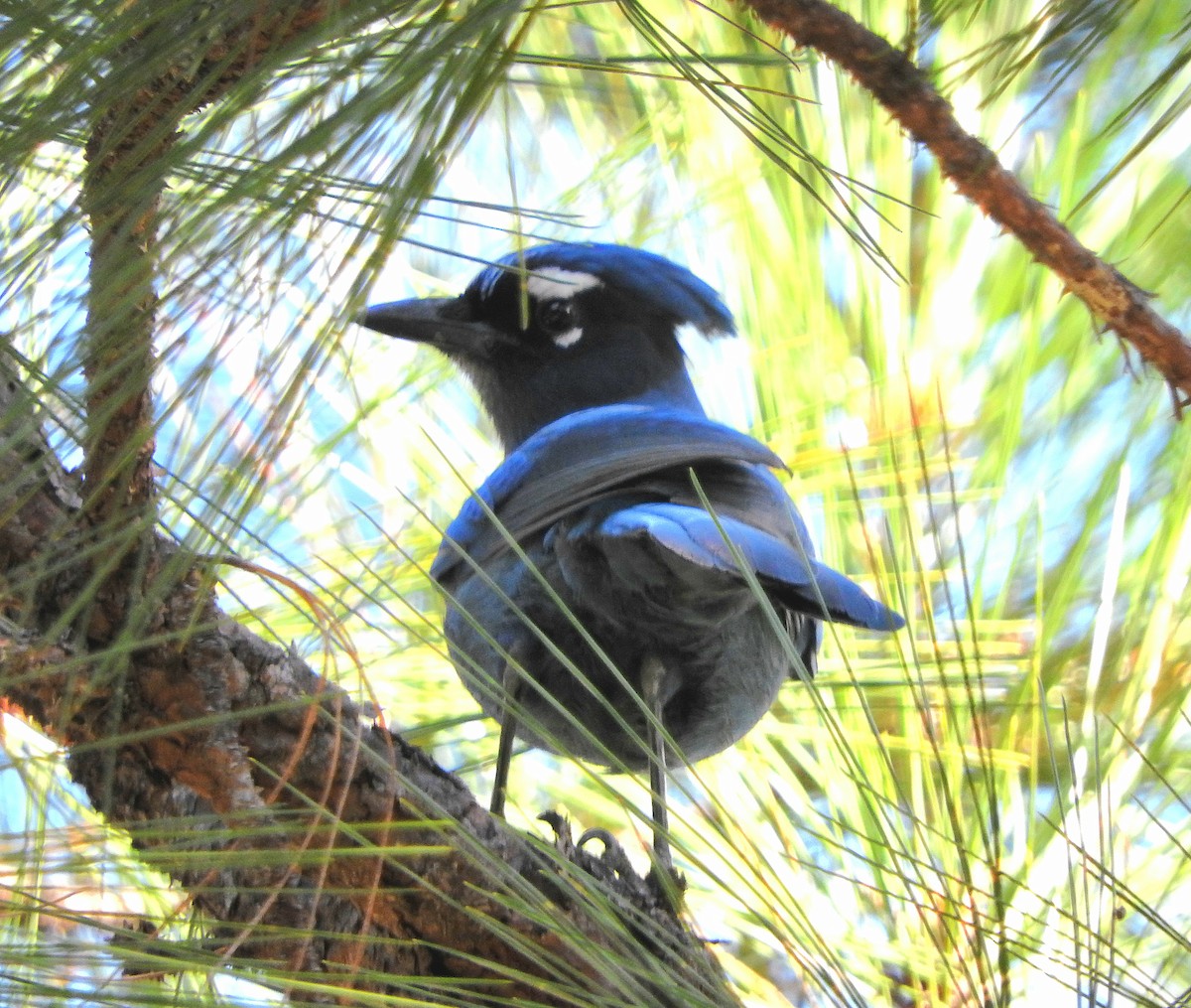 Steller Kargası - ML647588812