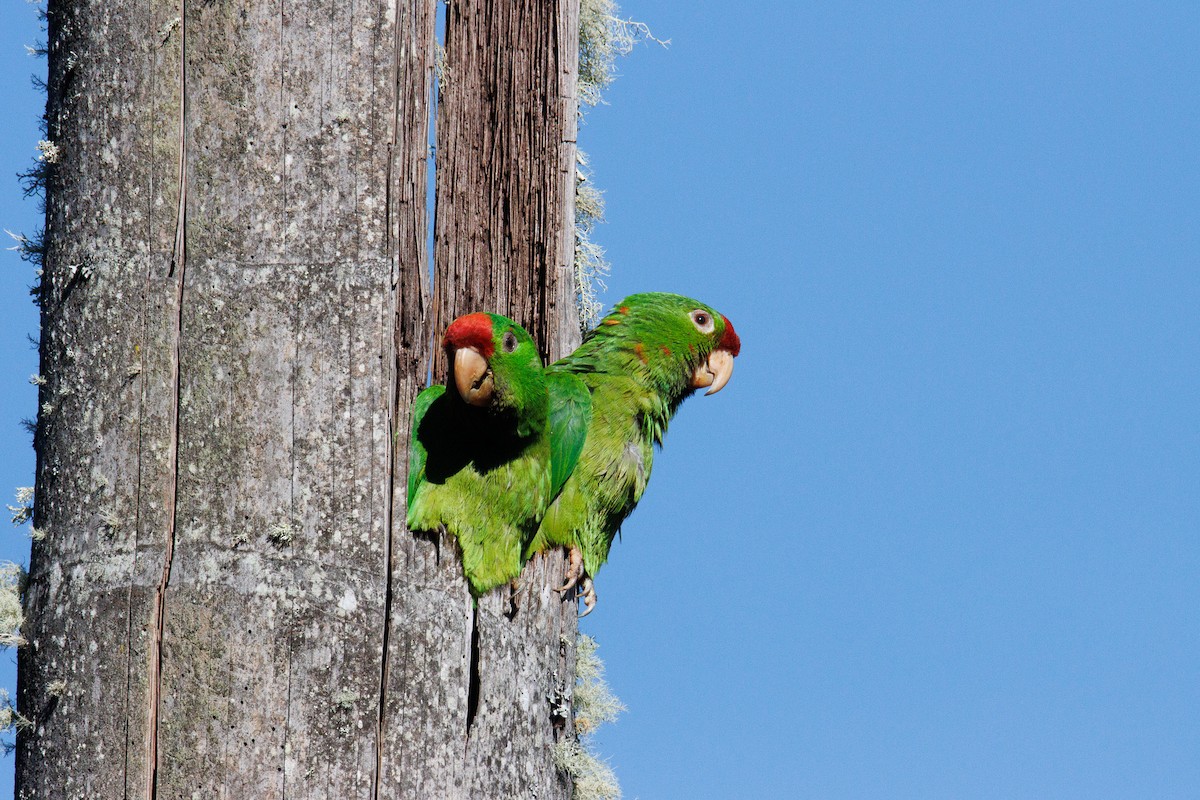 Scarlet-fronted Parakeet - ML647588826