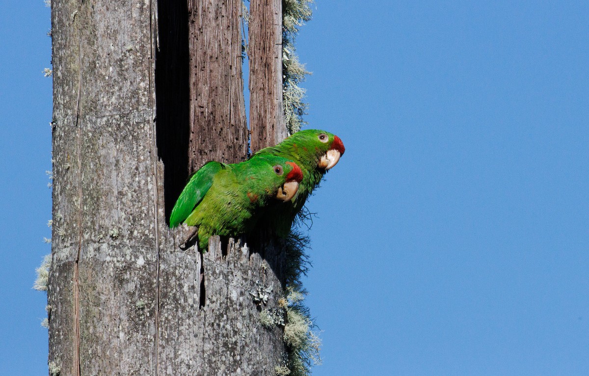 Scarlet-fronted Parakeet - ML647588827