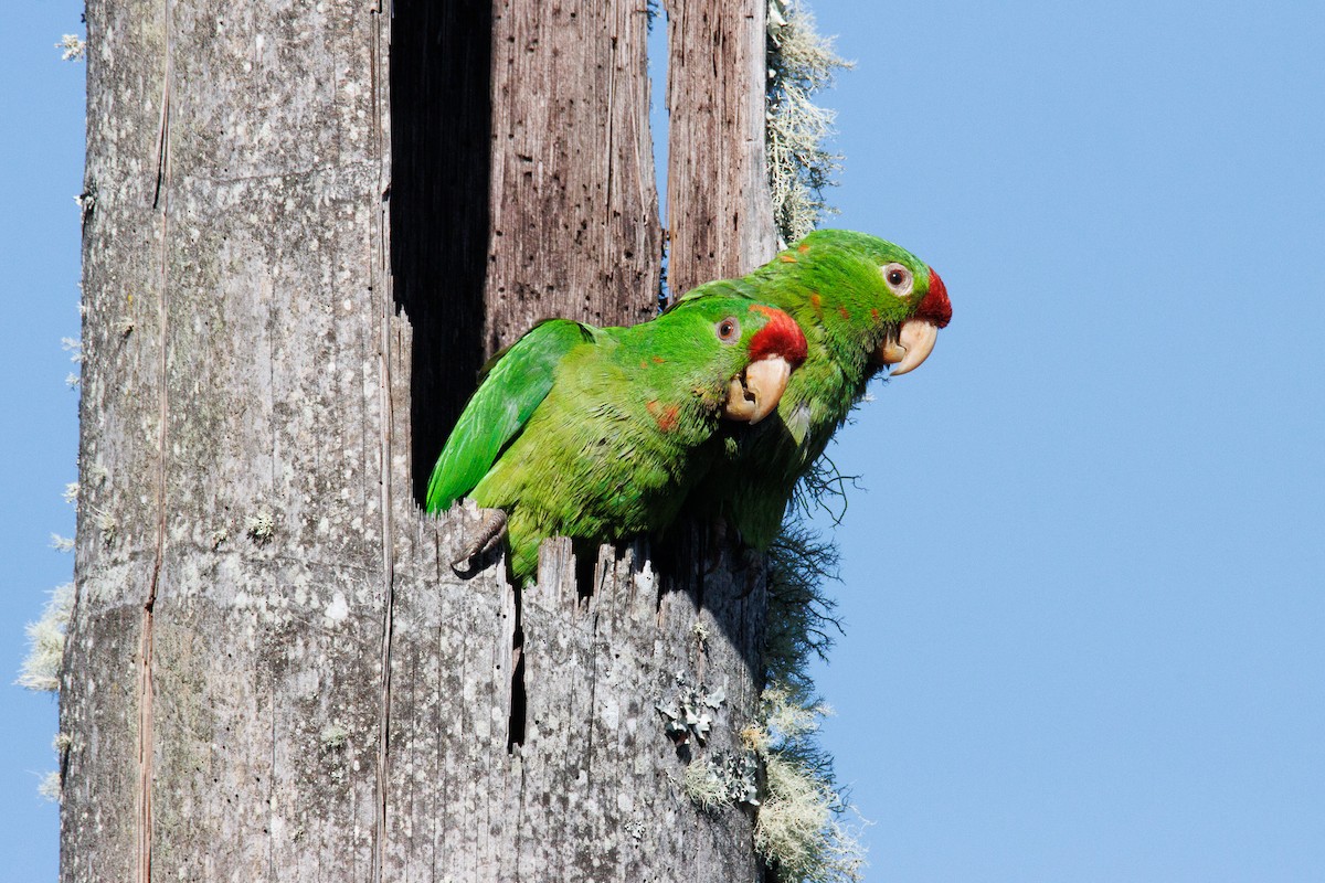 Scarlet-fronted Parakeet - ML647588828