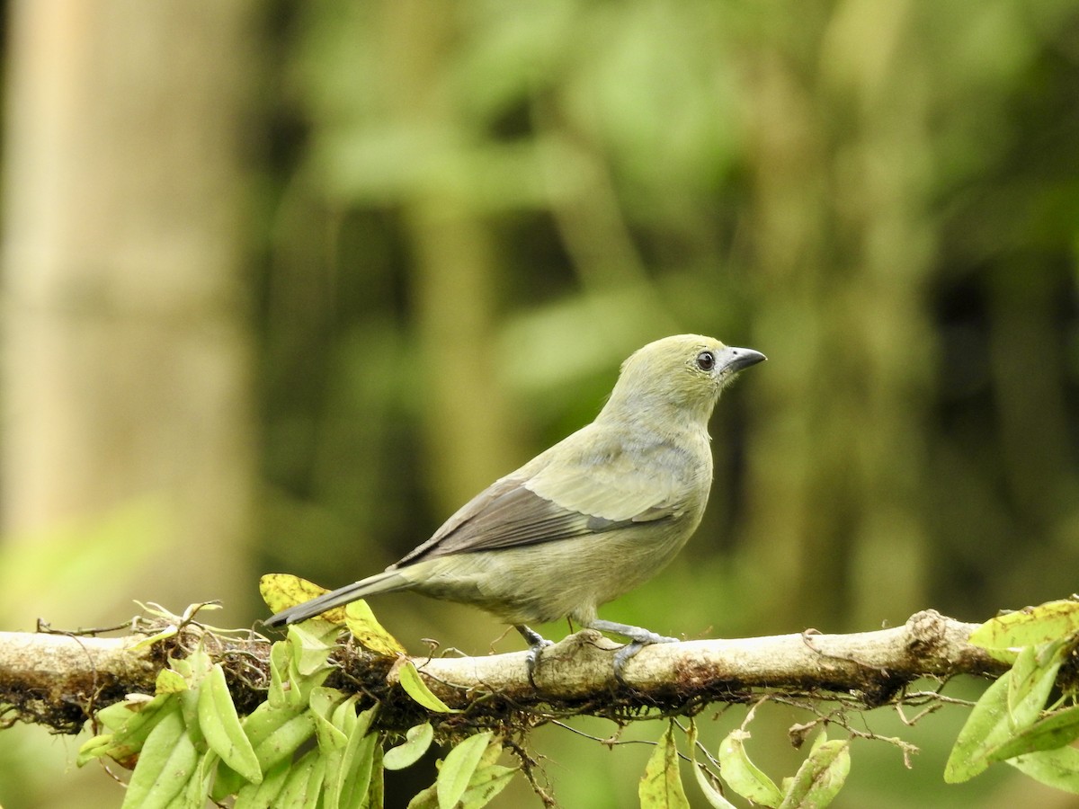 Palm Tanager - ML647588845