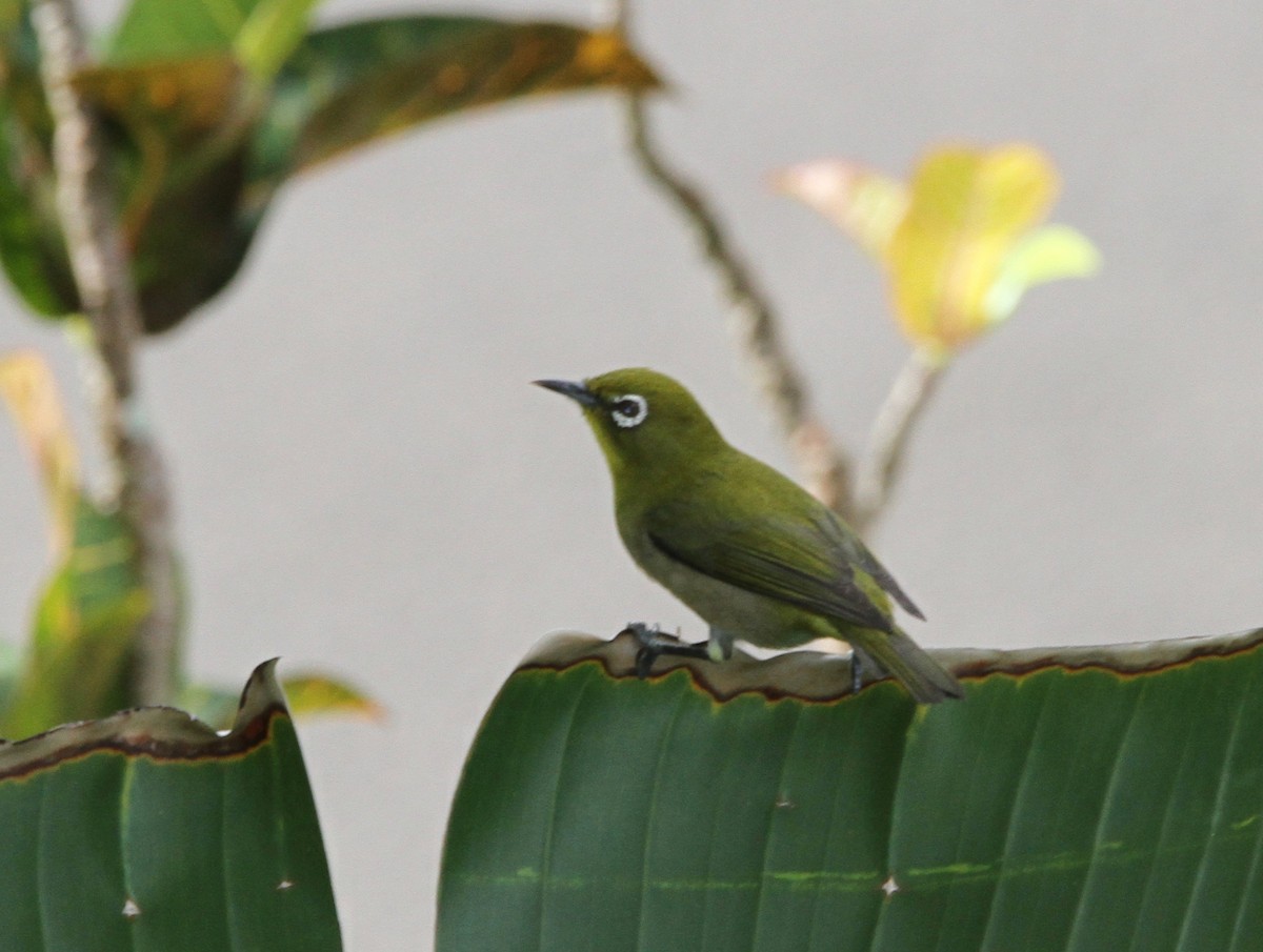Warbling White-eye - ML647588847