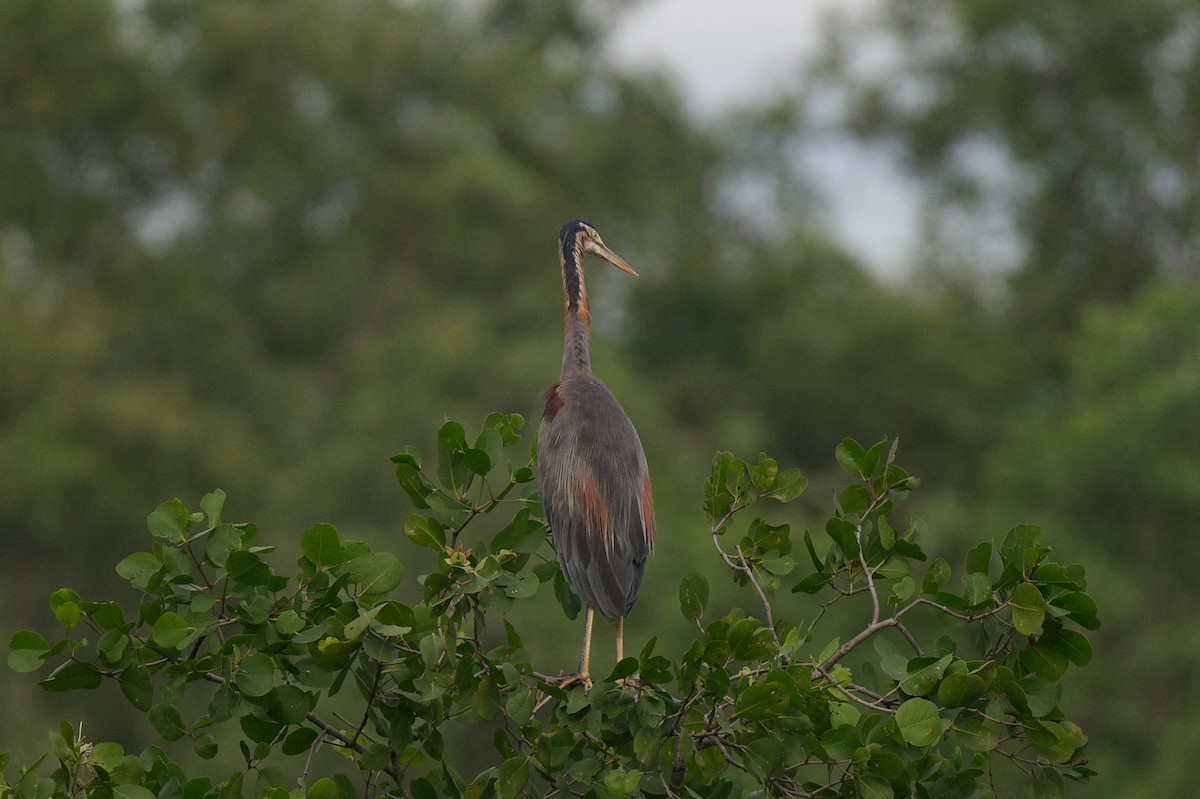 Purple Heron - ML647588873