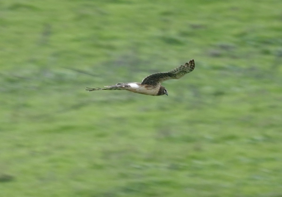 moták severoamerický - ML647588877