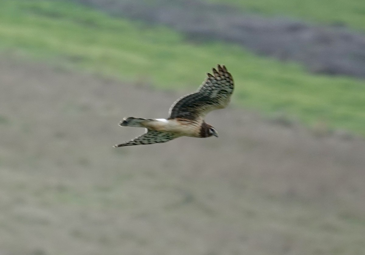 moták severoamerický - ML647588879