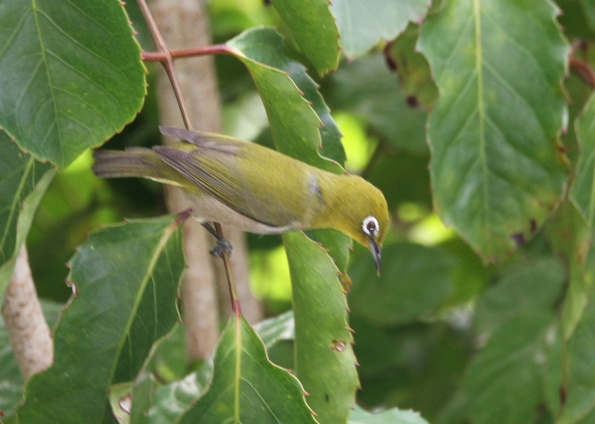 Warbling White-eye - ML647588882