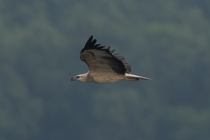 White-bellied Sea-Eagle - ML647588885