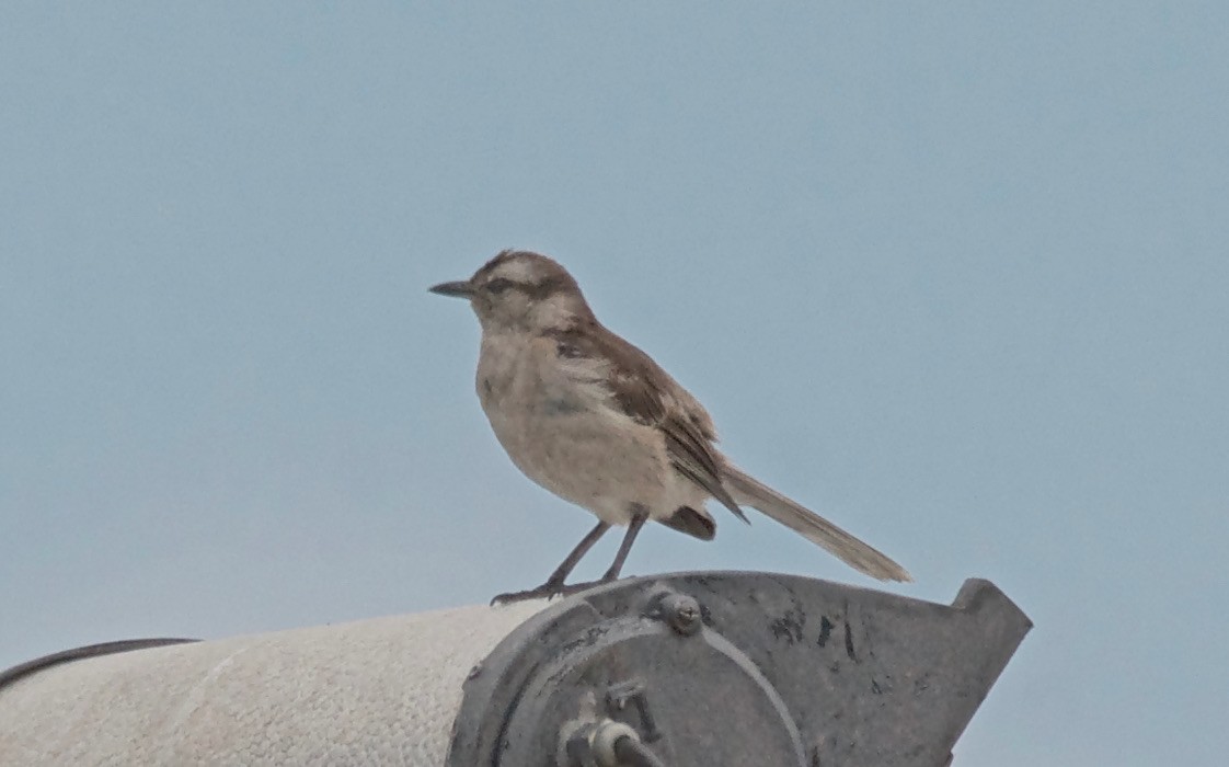 Chalk-browed Mockingbird - ML647588894
