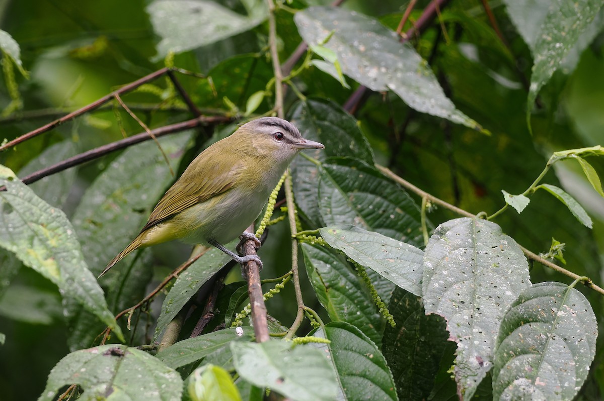 Chivi Vireo (resident) - ML647588895