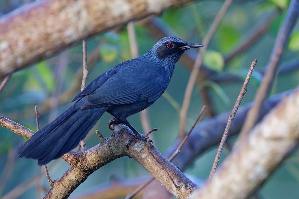 Blue Mockingbird - ML647588896