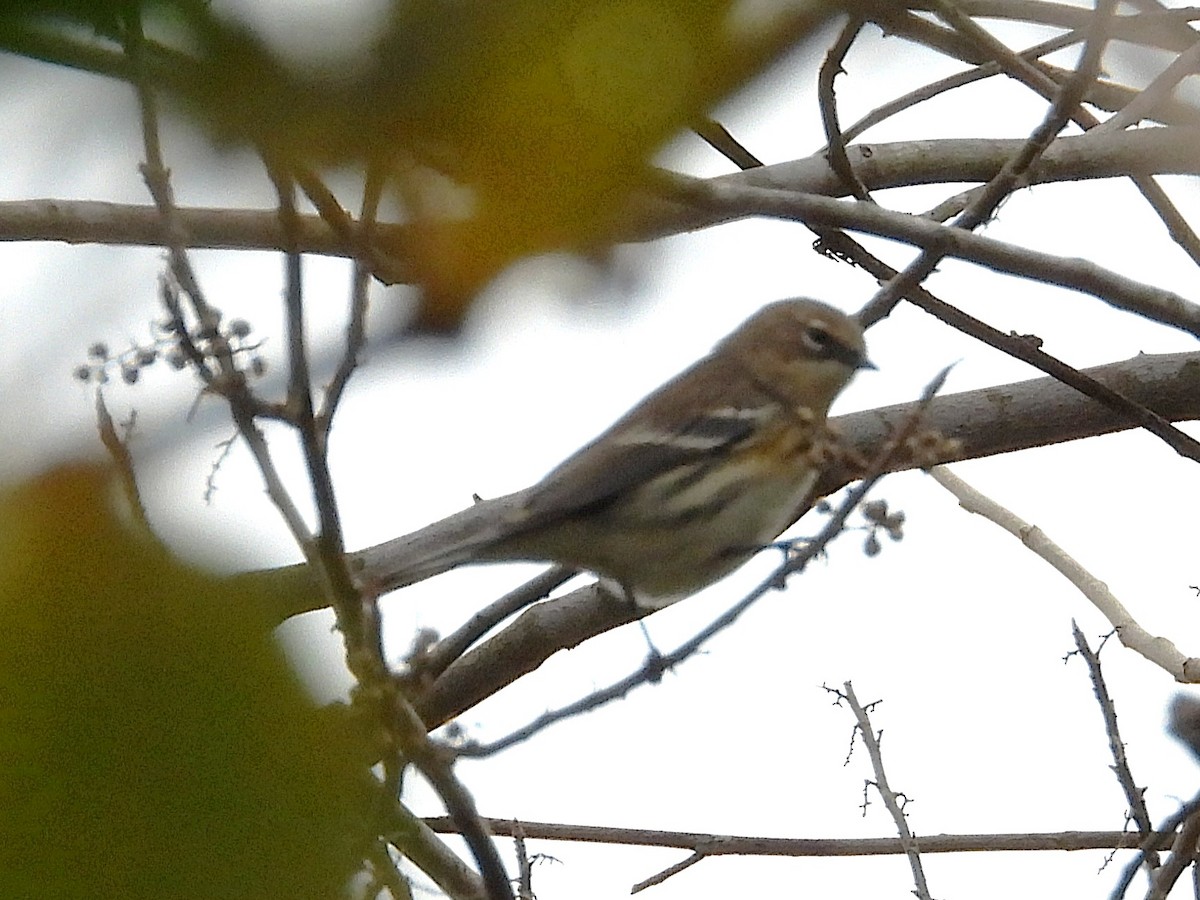 Yellow-rumped Warbler - ML647588897