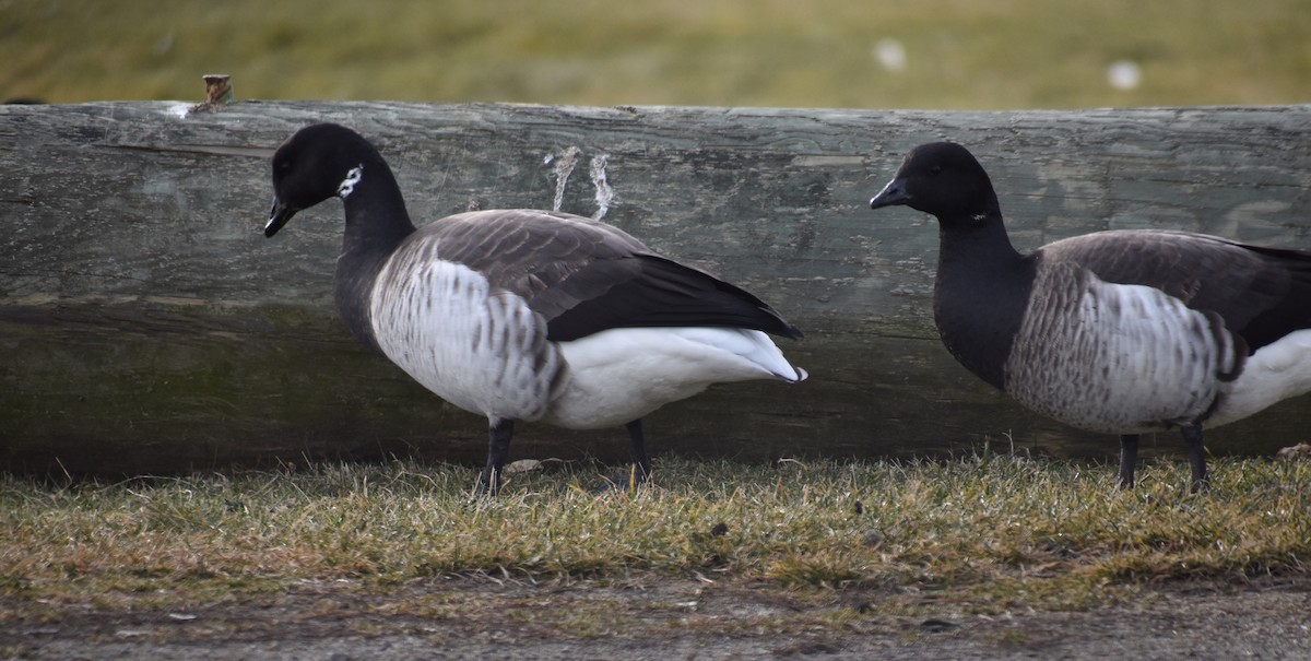 Brant (Pale-bellied) - ML647588898