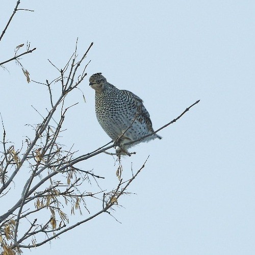 Sharp-tailed Grouse - ML647588901