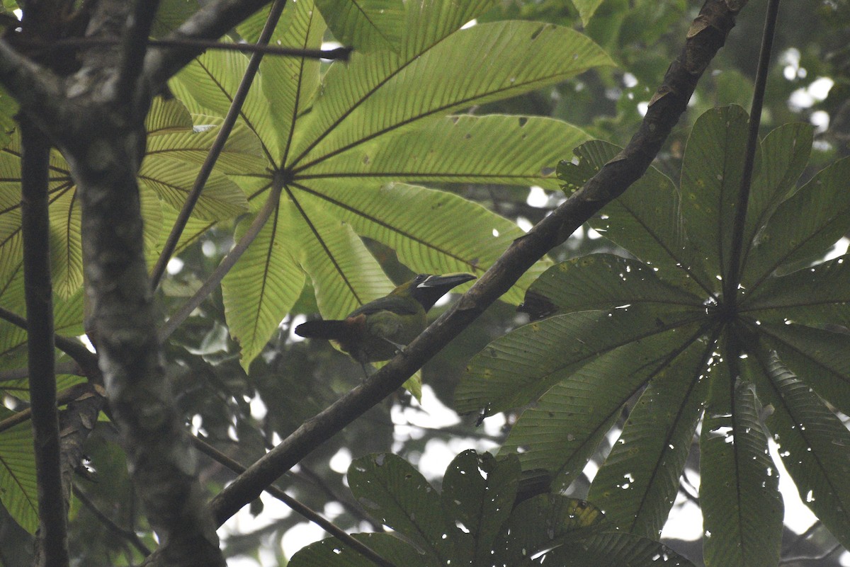 Northern Emerald-Toucanet - ML647588902
