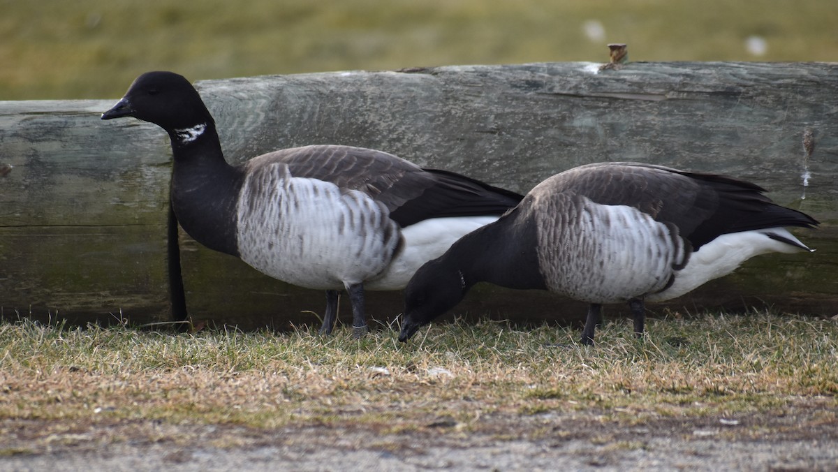 Brant (Pale-bellied) - ML647588903