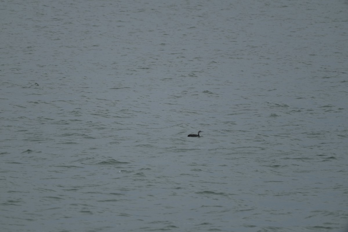 紅喉潛鳥 - ML647588905