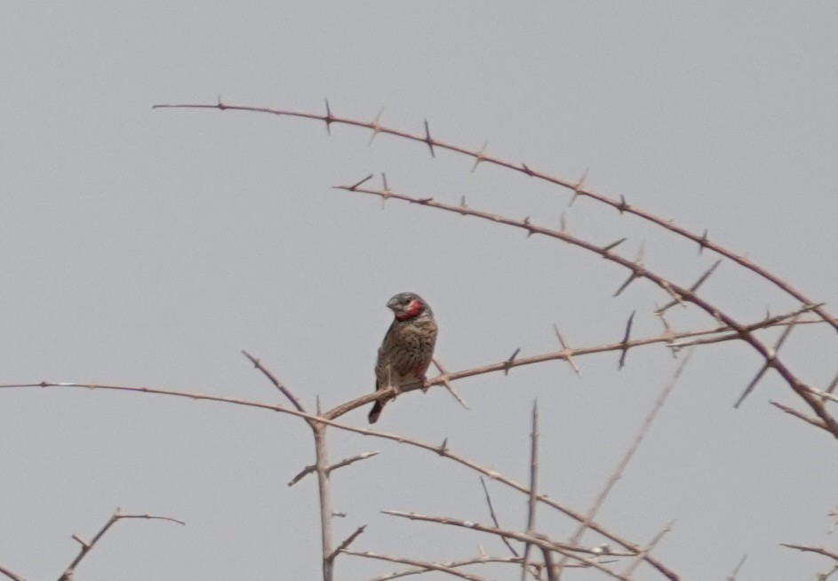 Cut-throat - ML647588906