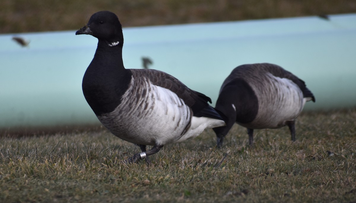 Brant (Pale-bellied) - ML647588907