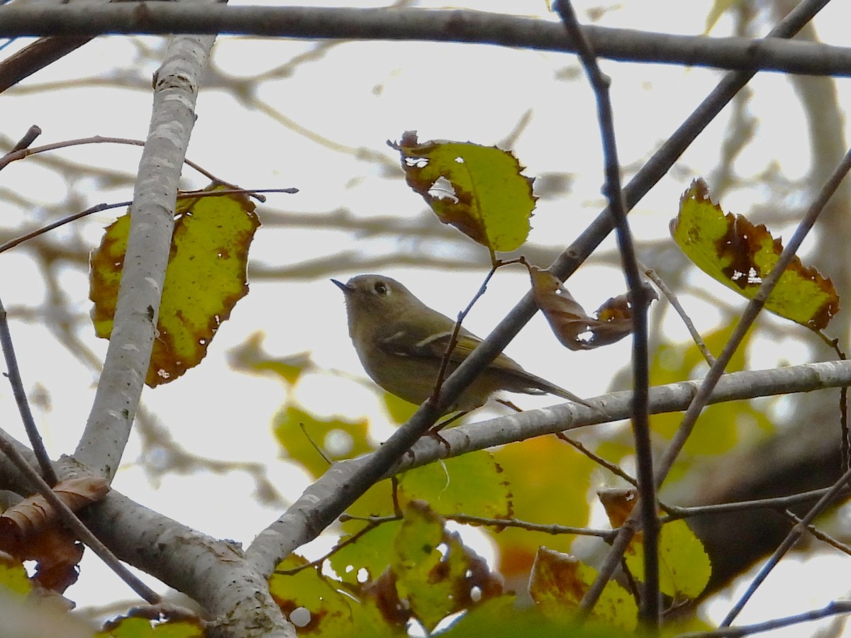 Ruby-crowned Kinglet - ML647588908