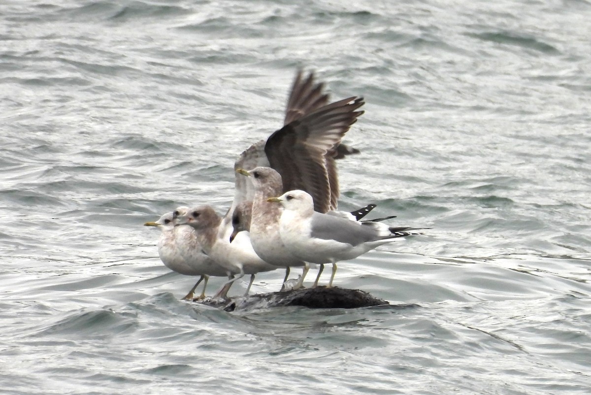 Short-billed Gull - ML647588911