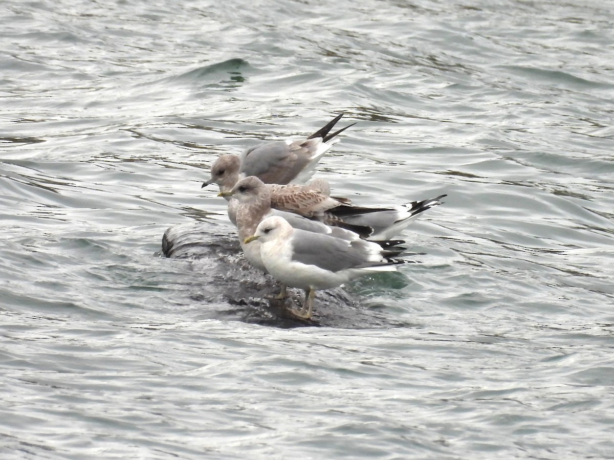 Short-billed Gull - ML647588912