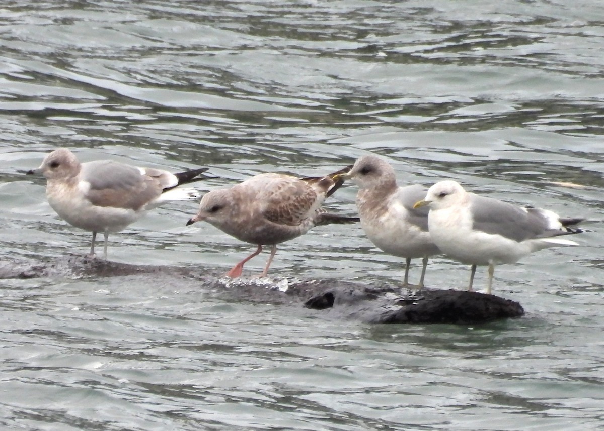 Short-billed Gull - ML647588913
