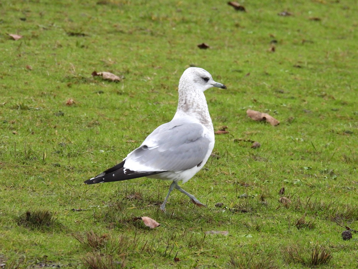 Short-billed Gull - ML647588914