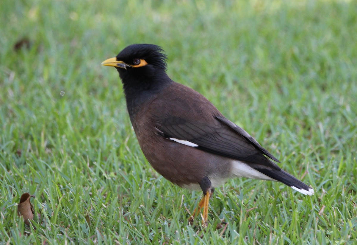 Common Myna - ML647588915
