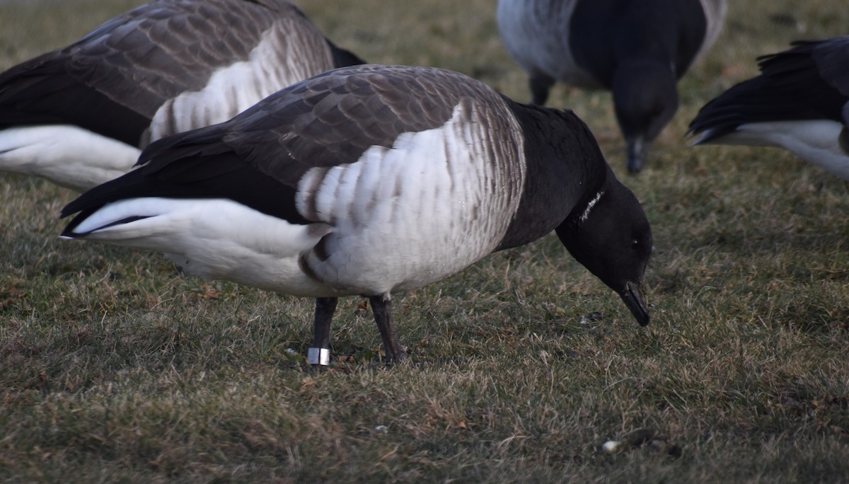 Brant (Pale-bellied) - ML647588916